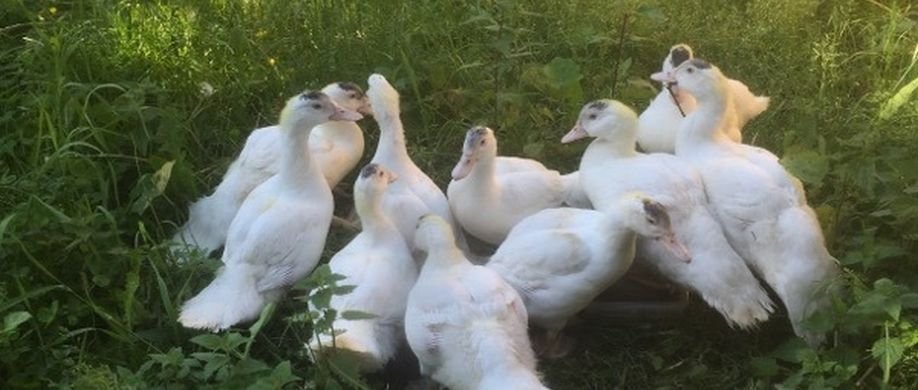 Vi er moskus ænder og meget kødfulde