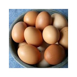 �g fra vores egne h�ns (Maraner)