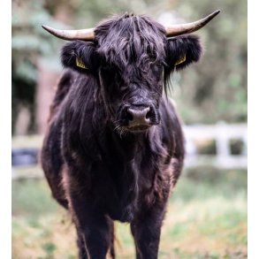 Skotsk Højlands oksekød